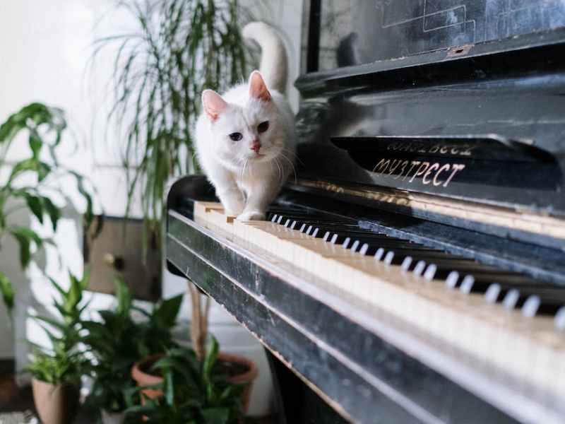 自己紹介　＆猫紹介